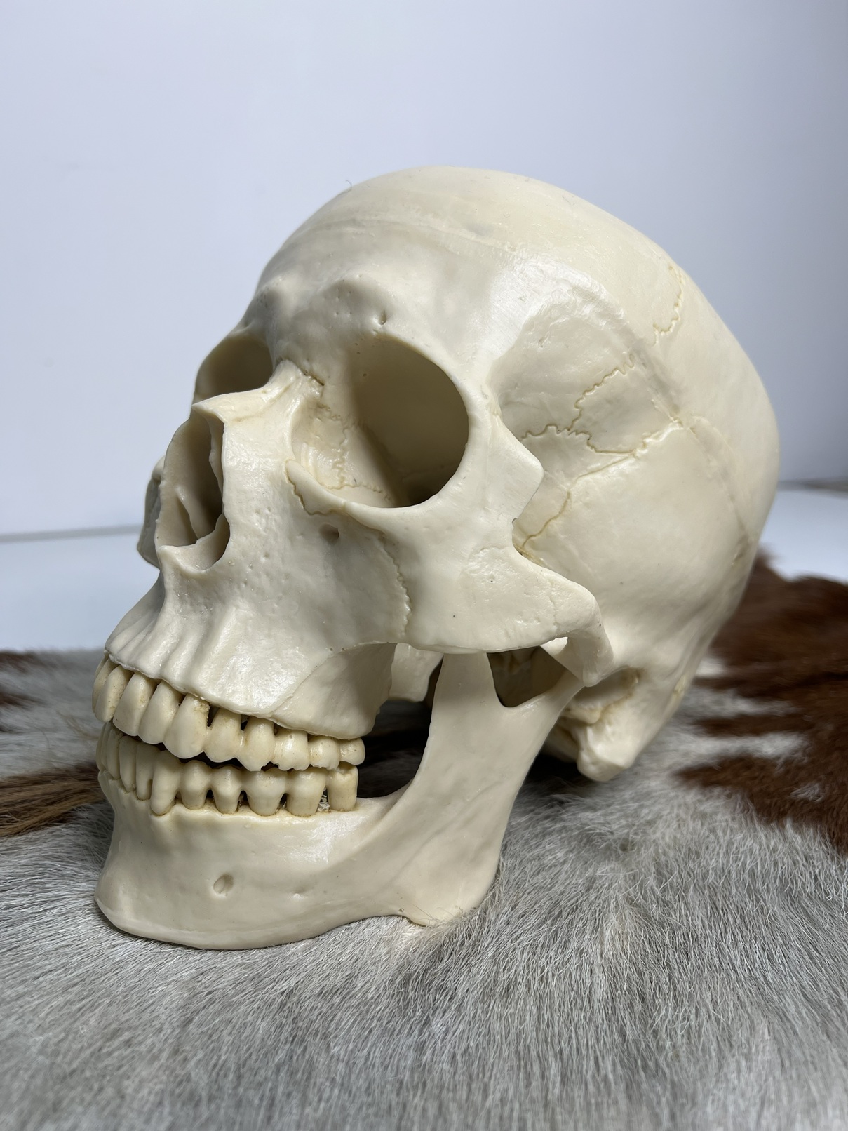 11 جمجمه انسان مدل دو قسمتی رنگ سفید استخوانی skull-human-model-1 - Image 1
