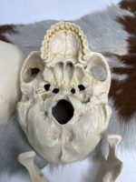 جمجمه انسان مدل پیشانی باز (سه قسمتی) رنگ سفید طبیعی  skull-human-model-2 - Image 7
