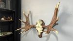 پیشانی جمجمه و شاخ گوزن موس moose-model-1 - Image 10