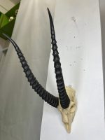 جمجمه و شاخ آهو تامسون آفریقایی مدل شاخ مشکی - Gazella-model-2 - Image 14