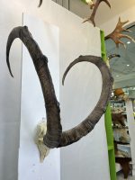 جمجمه و شاخ طبیعی پازن کل وحشی