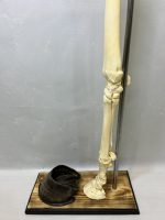 آناتومی اسکلت طبیعی دست راست اسب - Image 3