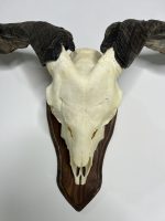 جمجمه و شاخ کل اهلی Goat-model-6 - Image 13
