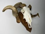 جمجمه طبیعی قوچ دکوری