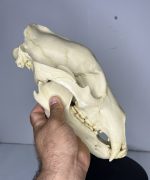 جمجمه خرس قهوه ای - Bear-model-1 - Image 10
