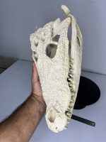 جمجمه کروکودیل پوزه کوتاه- گاندو - Crocodile-model-1 - Image 8