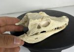 جمجمه کروکودیل کایمن  - Caiman-model-1 - Image 10