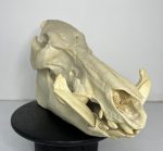 جمجمه گراز وحشی - Wild boar-model-1 - Image 15