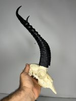 جمجمه و شاخ آهو ایرانی مدل شاخ مشکی - Gazella-model-1 - Image 7