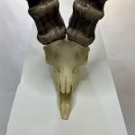 جمجمه و شاخ پازن ایبکس سیبری