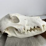 جمجمه طبیعی سگ اهلی model-1