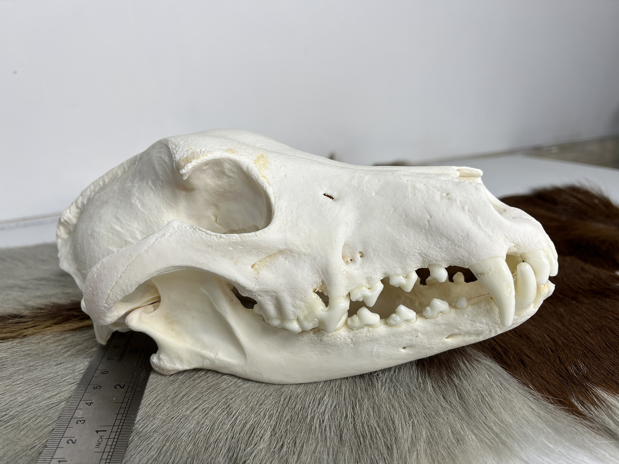 12 جمجمه طبیعی سگ اهلی model-1 - Image 1