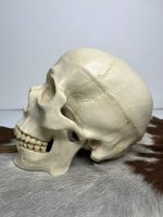 جمجمه انسان مدل دو قسمتی رنگ سفید استخوانی skull-human-model-1 - Image 14