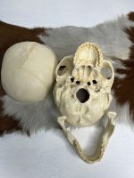 جمجمه انسان مدل پیشانی باز (سه قسمتی) رنگ سفید طبیعی  skull-human-model-2 - Image 6