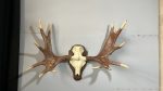 پیشانی جمجمه و شاخ گوزن موس moose-model-1 - Image 11