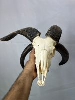 جمجمه قوچ چهار شاخ