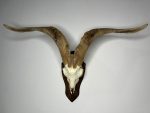 جمجمه و شاخ کل سانن Goat-model-2 - Image 2