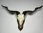 جمجمه و شاخ کل اهلی Goat-model-6 - Image 14