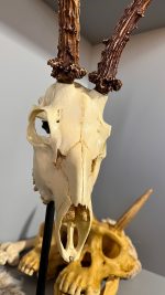 جمجمه و شاخ گوزن شوکا shoka-model-1 - Image 4