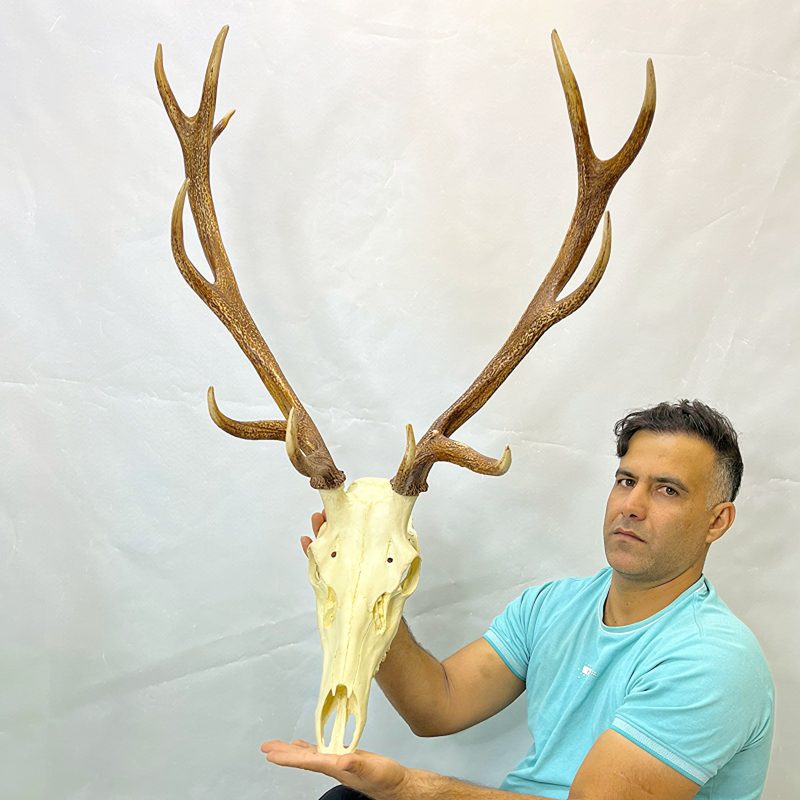 جمجمه و شاخ گوزن مرال