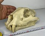 جمجمه ببر بنگال - Tiger-model-1 - Image 6