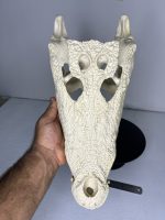 جمجمه تمساح پوزه کوتاه کروکودیل