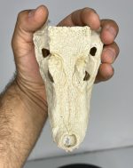 جمجمه کروکودیل کایمن  - Caiman-model-1 - Image 9