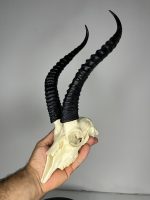 جمجمه و شاخ آهو ایرانی مدل شاخ مشکی - Gazella-model-1 - Image 8