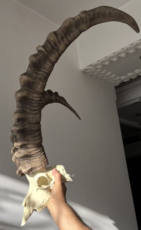 جمجمه و شاخ پازن ایبکس سیبری
