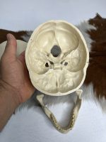 جمجمه انسان مدل پیشانی باز (سه قسمتی) رنگ سفید طبیعی  skull-human-model-2 - Image 5