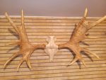 پیشانی جمجمه و شاخ گوزن موس moose-model-1 - Image 12