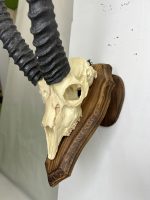 جمجمه و شاخ آهو تامسون آفریقایی مدل شاخ مشکی - Gazella-model-2 - Image 15