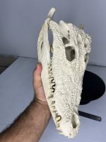جمجمه کروکودیل پوزه کوتاه- گاندو - Crocodile-model-1 - Image 9