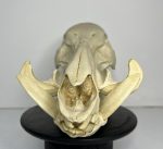 جمجمه گراز وحشی - Wild boar-model-1 - Image 14