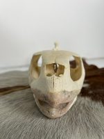 جمجمه و گردن لاکپشت سبز  Green Sea Turtle - Image 3
