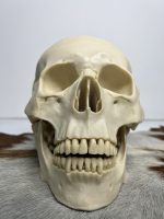 جمجمه انسان مدل دو قسمتی رنگ سفید استخوانی skull-human-model-1 - Image 17