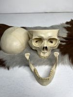 جمجمه انسان مدل پیشانی باز (سه قسمتی) رنگ سفید طبیعی  skull-human-model-2 - Image 4