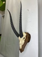 جمجمه و شاخ آهو تامسون آفریقایی مدل شاخ مشکی - Gazella-model-2 - Image 16