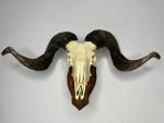 جمجمه و شاخ قوچ اهلی Ovis-model-46 - Image 14