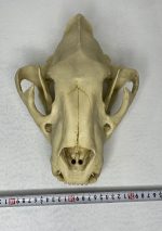 جمجمه ببر بنگال - Tiger-model-1 - Image 8