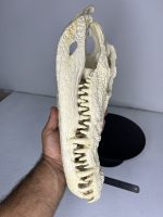 جمجمه تمساح پوزه کوتاه کروکودیل