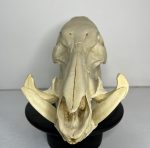 جمجمه گراز وحشی - Wild boar-model-1 - Image 13