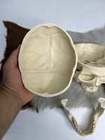 جمجمه انسان مدل پیشانی باز (سه قسمتی) رنگ سفید طبیعی  skull-human-model-2 - Image 3