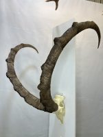 جمجمه و شاخ پازن