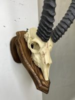 جمجمه و شاخ آهو تامسون آفریقایی مدل شاخ مشکی - Gazella-model-2 - Image 17