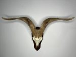 جمجمه و شاخ کل سانن Goat-model-2 - Image 12