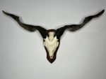 جمجمه و شاخ کل اهلی Goat-model-6 - Image 16