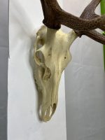 جمجمه و شاخ گوزن مرال