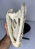 جمجمه کروکودیل پوزه کوتاه- گاندو - Crocodile-model-1 - Image 11