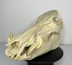 جمجمه گراز وحشی - Wild boar-model-1 - Image 12